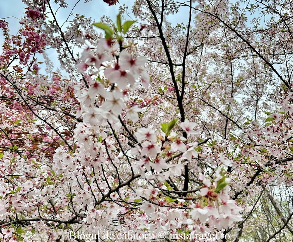 Cireși Grădina Japoneză - Parcul Herăstrău